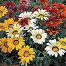 30 Seeds Flower Seed: Frosty Kiss Gazania Seeds edlcy (Seeds)