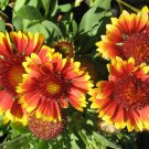 25 Seeds Flower Seed: Arizona Sun Gaillardia Seeds edlcy (Seeds)