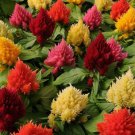 40 Seeds Flower Seed: Kimono Mix Celosia Seeds edlcy (Seeds)