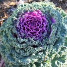 40 Seeds Flower Seed: Ornamental Kale Kamome Red edlcy (Seeds)