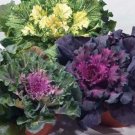 40 Seeds Flower Seed: Ornamental Cabbage Osaka Mix edlcy (Seeds)