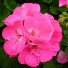 12 Seeds Flower Seed: Maverick Pink Geranium Seeds edlcy (Seeds)