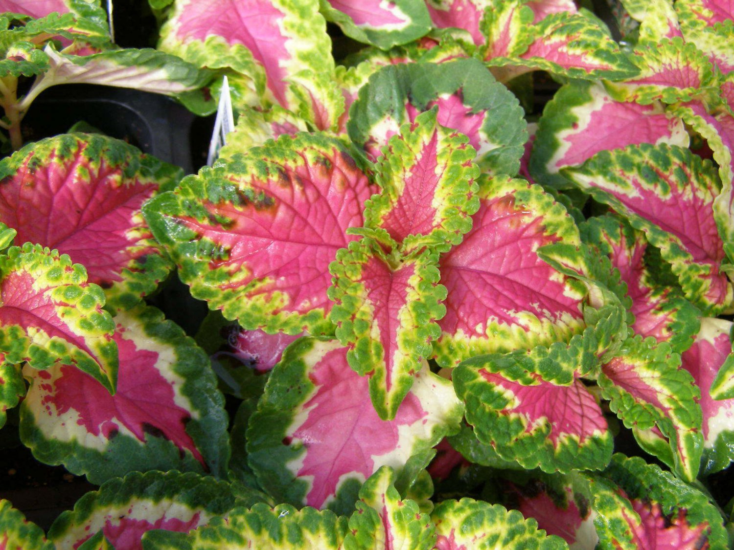 40 Seeds Coleus Seed: Wizard Rose Coleus Seeds edlcy (Seeds)