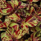40 Seeds Coleus Seed: Wizard Mosaic Coleus Seeds edlcy (Seeds)