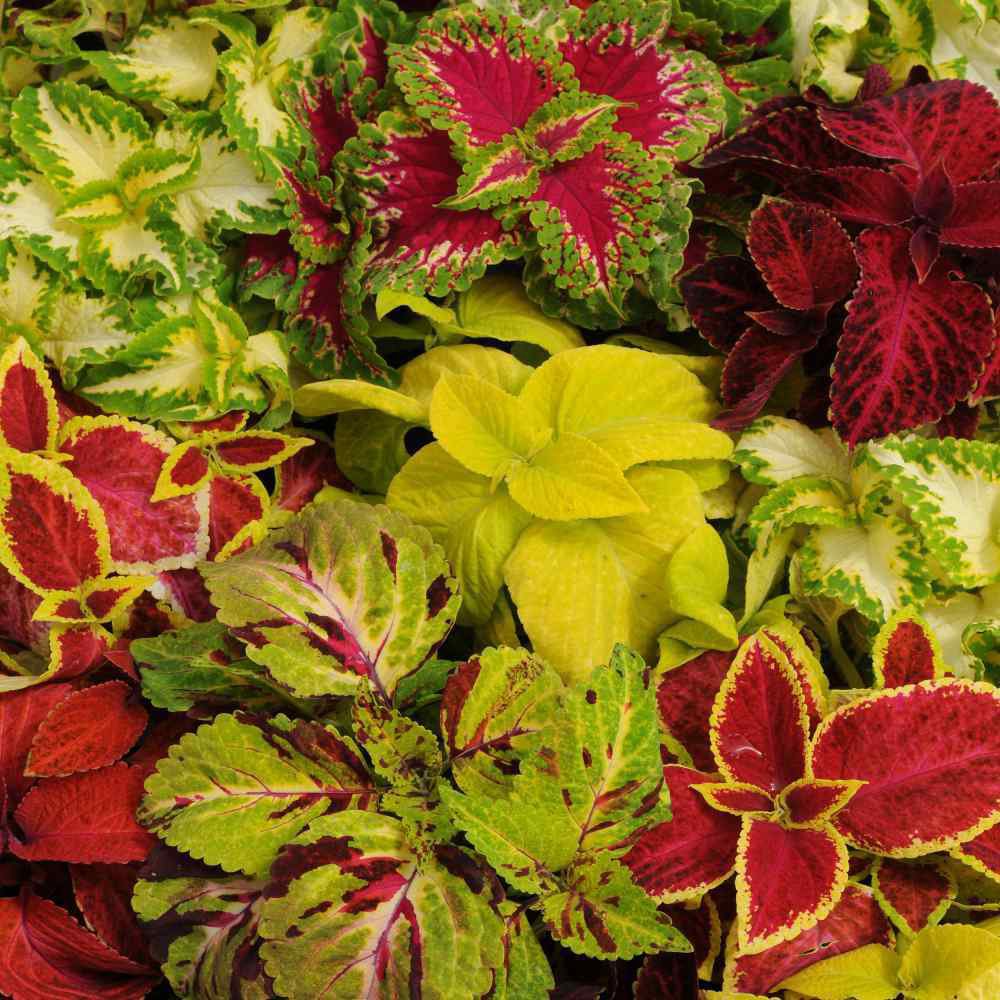 40 Seeds Coleus Seed: Wizard Mix Coleus Seeds edlcy (Seeds)