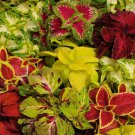 40 Seeds Coleus Seed: Wizard Mix Coleus Seeds edlcy (Seeds)
