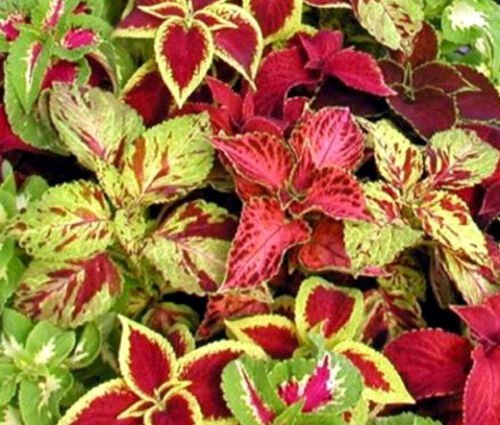 40 Seeds Coleus Seed: Rainbow Mix Coleus Seeds edlcy (Seeds)