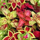 40 Seeds Coleus Seed: Rainbow Mix Coleus Seeds edlcy (Seeds)