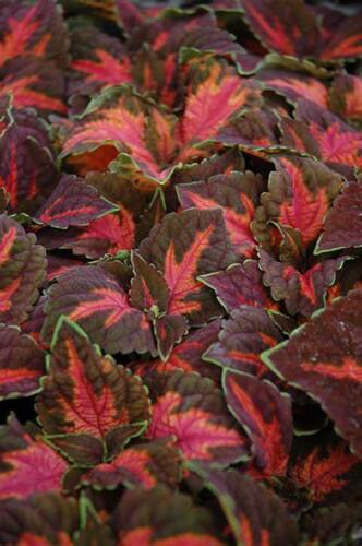 40 Seeds Coleus Seed: Festive Dance Coleus Seeds edlcy (Seeds)