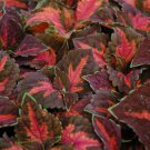 40 Seeds Coleus Seed: Festive Dance Coleus Seeds edlcy (Seeds)