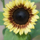 25+ Seeds Sunflower Seed: Pro Cut Red/Lemon Sunflower edlcy (Seeds)