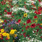 1000+ Seeds Flower Seed: Midwestern Wildflower Mixture edlcy (Seeds)