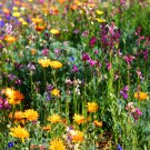 500+ Seeds Wildflower Mix:North American wildflower mix edlcy (Seeds)