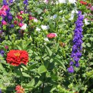 500+ Seeds Wildflower Mix: Hummingbird wildflower mix edlcy (Seeds)