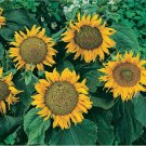 50+ Seeds Sunflower Seeds: Sunspot Sunflower edlcy (Seeds)