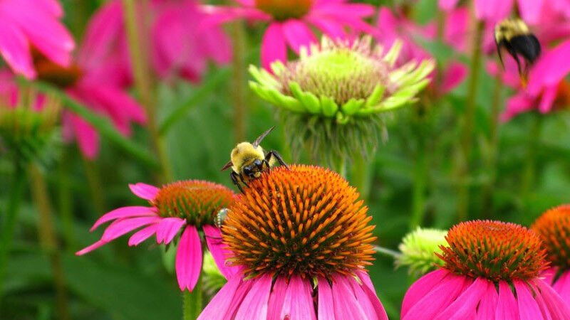 500+ Seeds Flower Seed: Bee Pollinator Mix Wildflowers edlcy (Seeds)