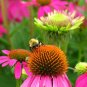 500+ Seeds Flower Seed: Bee Pollinator Mix Wildflowers edlcy (Seeds)