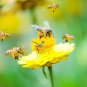 500+ Seeds Flower Seed: Bee Pollinator Mix Wildflowers edlcy (Seeds)