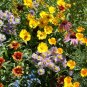 500+ Seeds Flower Seed: Bee Pollinator Mix Wildflowers edlcy (Seeds)