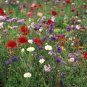 500+ Seeds Flower Seed: Bee Pollinator Mix Wildflowers edlcy (Seeds)