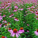 250+ Seeds Herb/Flower Seed: Echinacea edlcy (Seeds)