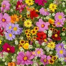 250+ Seeds Wildflower Seed:All Annual Wildflower edlcy (Seeds)