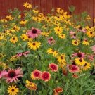 500+ Seeds Wildflower Mix:Partial Shade wildflower mix edlcy (Seeds)