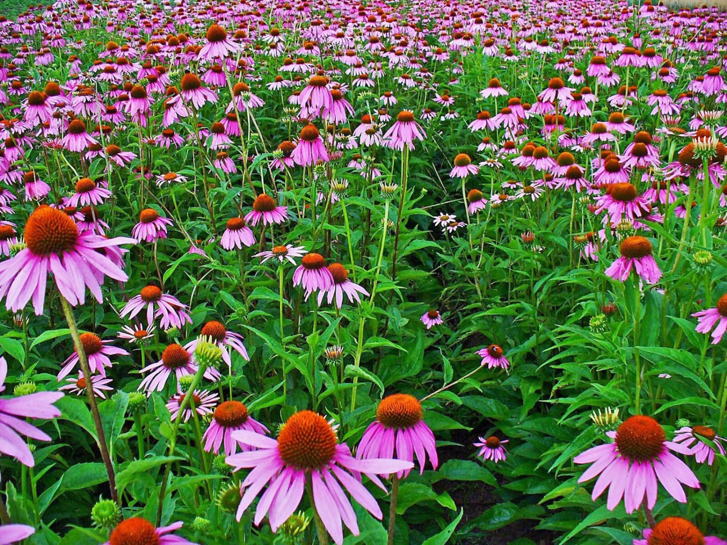 100+ Seeds Herb/Flower Seed: Echinacea edlcy (Seeds)