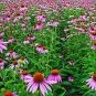 100+ Seeds Herb/Flower Seed: Echinacea edlcy (Seeds)