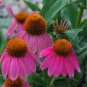 100+ Seeds Herb/Flower Seed: Echinacea edlcy (Seeds)