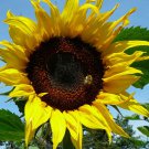 50 Seeds Flower Seeds: Black Russian Sunflower edlcy (Seeds)