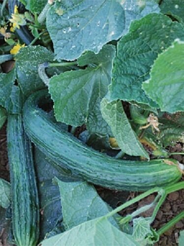 12+ Seeds Cucumber Seed: Suyo Long Cucumber edlcy (Seeds)