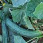 12+ Seeds Cucumber Seed: Suyo Long Cucumber edlcy (Seeds)