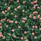 250+ Seeds Clover Seed: Strawberry Clover edlcy (Seeds)