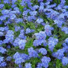 50 Seeds Forget Me Not Mysotis Victoria Indigo Blue edlcy (Seeds)