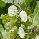 25 Seeds Flowe Seed: Lunaria Money Plant Seeds edlcy (Seeds)