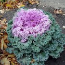 40 Seeds Flower Seed: Ornamental Kale Kamome Pink edlcy (Seeds)