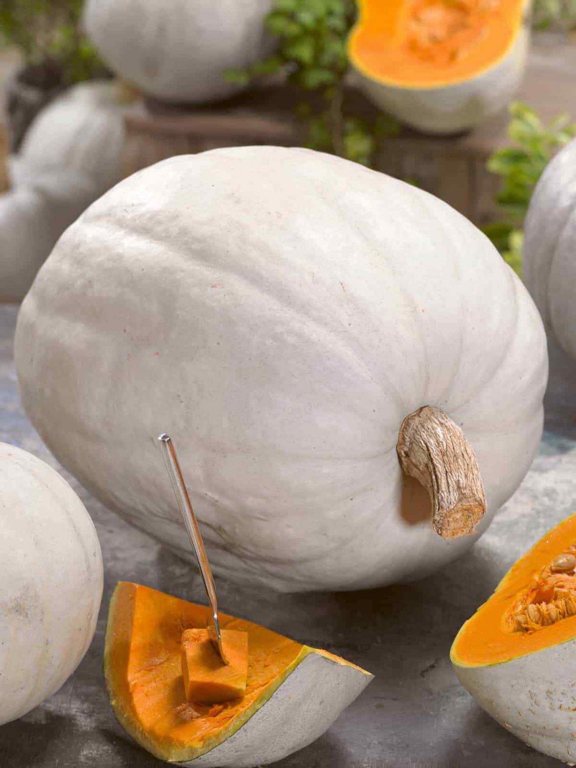 12+ Seeds Pumpkin Seed: Super Moon Pumpkin edlcy (Seeds)