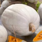 12+ Seeds Pumpkin Seed: Super Moon Pumpkin edlcy (Seeds)