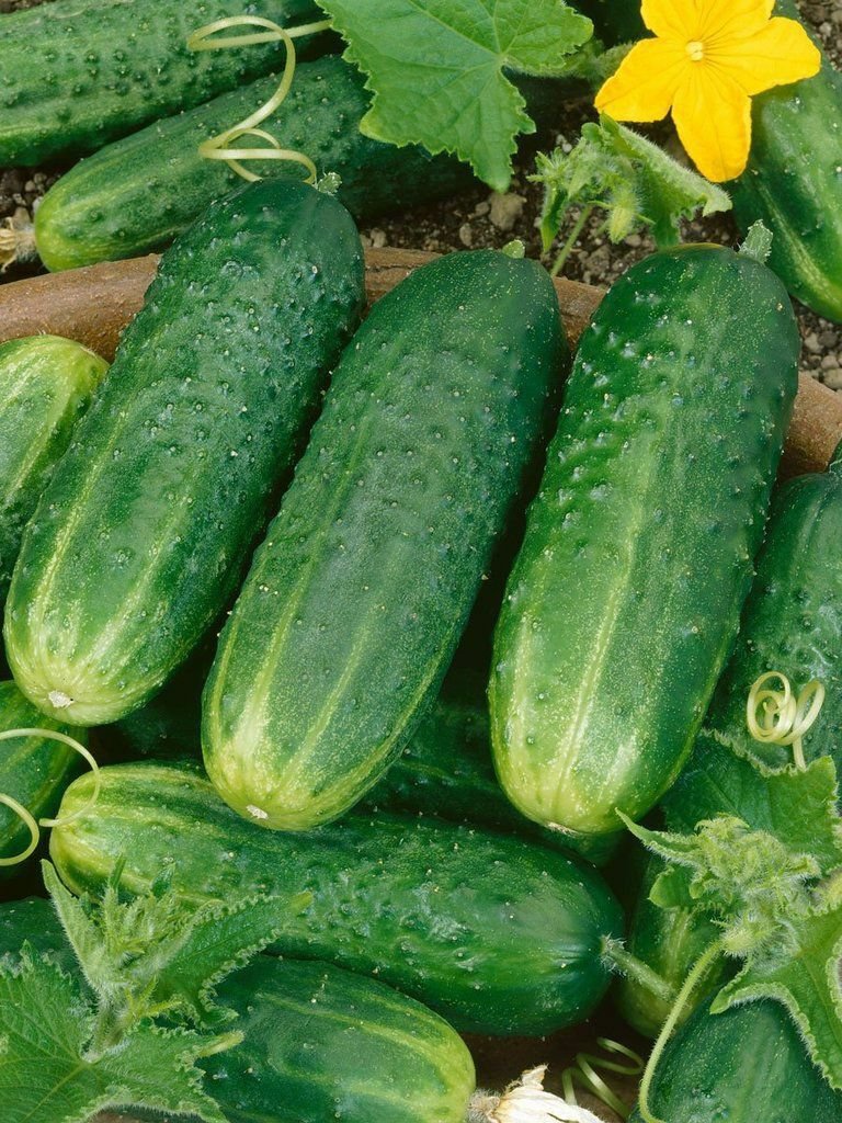 12+ Seeds Cucumber Seed: County Far Pickling Cucumber edlcy (Seeds)