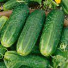 12+ Seeds Cucumber Seed: County Far Pickling Cucumber edlcy (Seeds)