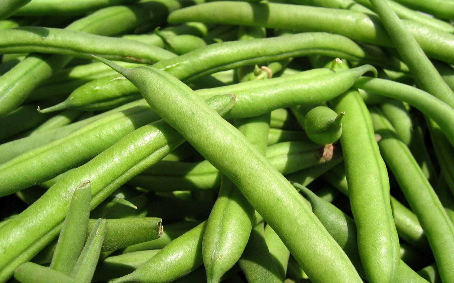 50+ Seeds Bean Seed: Tennessee Half Runner edlcy (Seeds)