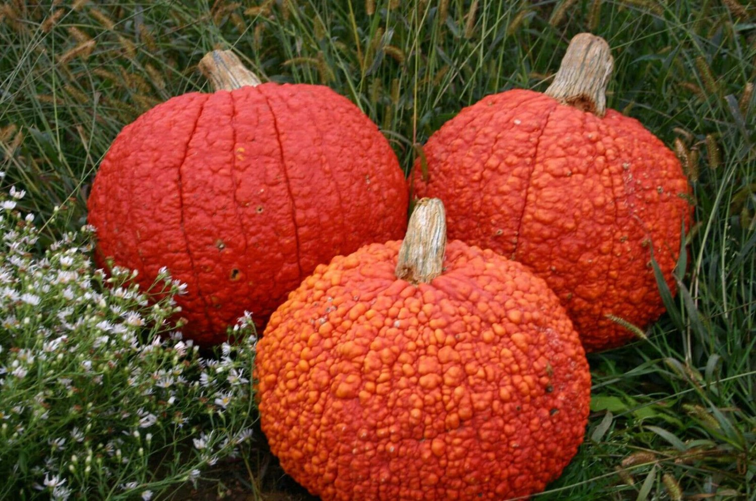 12+ Seeds Pumpkin Seed: Red Warty Thing Pumpkin edlcy (Seeds)
