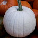 12+ Seeds Pumpkin Seed: Casper White Pumpkin edlcy (Seeds)