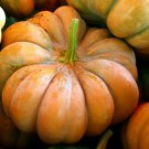 12+ Seeds Pumpkin Seed: Musquee De Provence Pumpkin edlcy (Seeds)