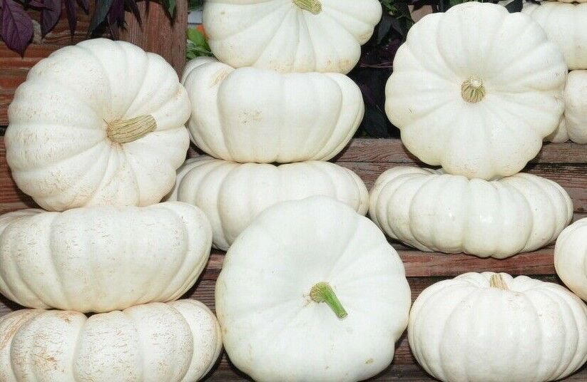 12 Seeds  Pumpkin Seed: Moon Light Pumpkin edlcy (Seeds)