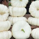 12 Seeds  Pumpkin Seed: Moon Light Pumpkin edlcy (Seeds)