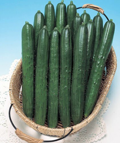 12+ Seeds Cucumber Seed: Summer Dance Cucumber edlcy (Seeds)