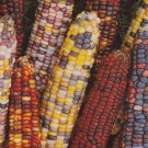 55+ SeedsOrnamental Corn Seed: Rainbow Ornamental Corn edlcy (Seeds)