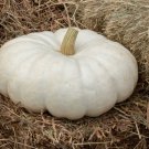 12+ Seeds Pumpkin Seed: White Flat Boer Ford Pumpkin edlcy (Seeds)